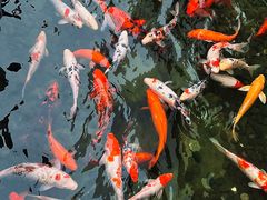 -洋湖国家湿地公园