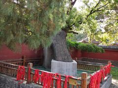 -天宁寺