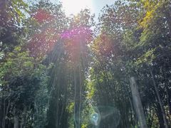-黄埔油麻山森林公园