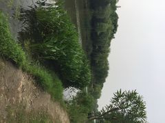 江湾湿地公园-新江湾城公园