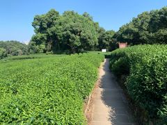 -西湖风景区十里琅珰-五云山