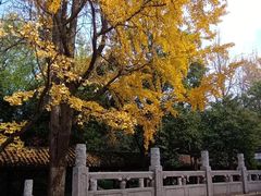 -红梅公园