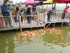 -一煲鸽