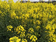 -三圣花乡旅游区