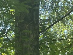 -合肥滨湖国家森林公园