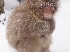 -丁家坡洋芋·观音桥好吃街A区(全国总店)