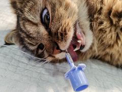 -芭比堂宠物医院·全科爱猫医院·仁德分院
