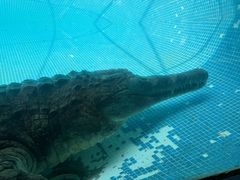 -广州长隆飞鸟乐园
