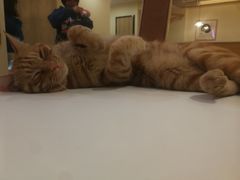 -滚猫咖啡·猫咖·猫友好撸猫(未来城店)