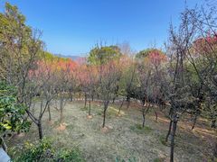 -金鸡山公园