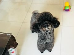 美容后-美联众合动物医院·24h京西诊疗中心