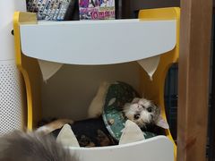 -关爱宠物医院·猫科中心·消化科(滨湖万达分院)