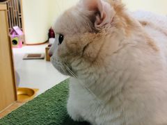 -猫和宫(六道口店)
