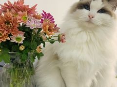 -东方名猫馆·英短金渐层布偶猫舍(环线广场1号楼店)