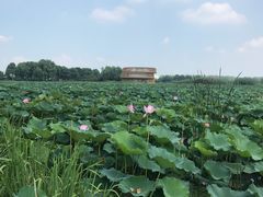 -荷塘月色湿地公园·向阳花洲