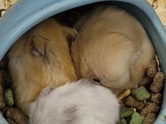 -钓仓鼠(洋桥北里小区店)