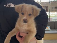 -pd派德宠物中心医院24H急重症·眼科中心·血液透析中心(嵩山北路店)