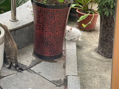 -天主教堂(莲池区)