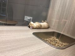 -飞行喵MR PILOT|猫舍·猫咖(静安大融城店)