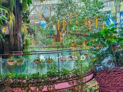 -正佳雨林生态植物园