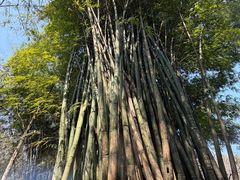 -都江堰中华大熊猫苑