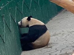 -沈阳森林动物园