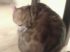 -萌喵咖啡屋(人民东路4号口M16商铺店)