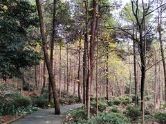 -铁山坪森林公园