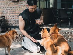 -柴犬高等学院·狗咖·柴犬售卖·宠物训练