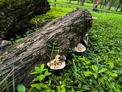 -上海共青森林公园