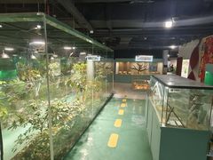 -上海大自然野生昆虫馆(东方明珠·爬宠昆虫探索中心)