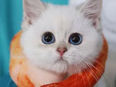 -lincat·猫舍(广州店)