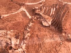 -陕西自然博物馆