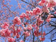 景点-天适樱花悠乐园