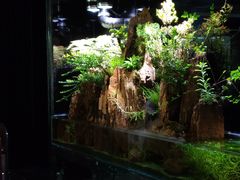 -泰谷酒店·太古码头闽菜自助餐厅