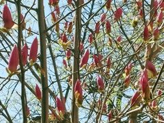 -护国法轮寺