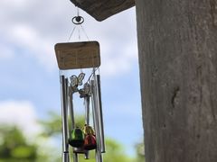 -广州白江湖森林公园