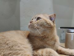 -藏猫猫咖啡主题馆(中央大道店)