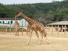 -杭州野生动物世界
