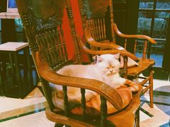 -猫色咖啡·猫咖