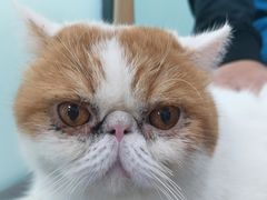 -嘉馨宠物医院·CT影像转诊·心脏科·犬猫全科诊疗中心(下沙大学城院区)