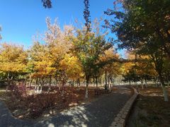 -大兴滨河森林公园