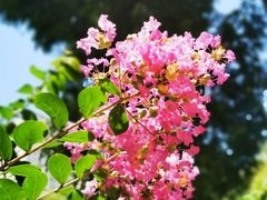 -参差咖啡(水果湖公园店)