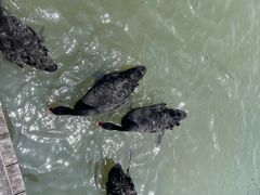-五缘湾湿地公园