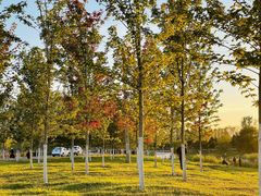 -蒲河岛湿地公园