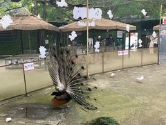 -史努比缤纷世界