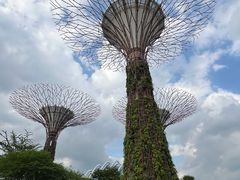 -新加坡植物园