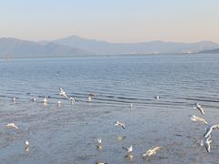 -深圳湾公园(南山区)