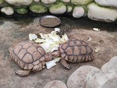 -南宫五洲植物乐园