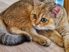 -飞行喵MR PILOT|猫舍·猫咖(静安大融城店)